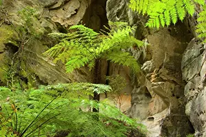 Grows: Ward's Canyon - tree fern grows in Ward's canyon