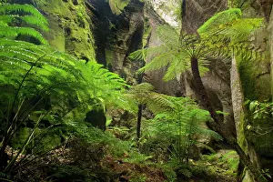 Ward: Ward's Canyon - tree fern and King / Giant fern