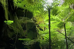 Ward: Ward's Canyon - tree fern and King / Giant fern