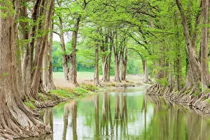 Wilson: Waring, Texas, USA. Trees along the Guadalupe River