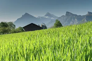 Storage: warm evening light on a tall grass meadow with a