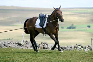 Attach: Warm up a Horse for a Horse challenge France
