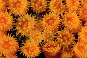 Italia: warm water coral, astroides calycularis, Marine Protected ar