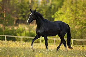Warmblood: Warmblood black gelding at the trot on pasture