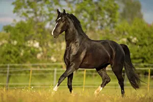 Warmblood: Warmblood black gelding at the trot on pasture