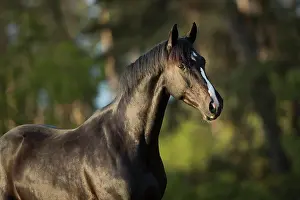 Waldviertel: Warmblood gelding black black in portrait on the