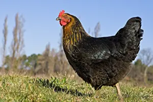 Warren: Warren chicken in organic breeding outdoor France