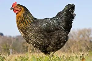 Warren: Warren chicken in organic breeding outdoor France