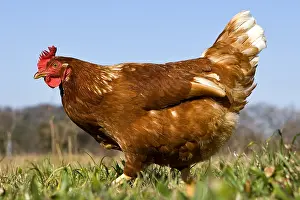 Warren: Warren chicken in organic breeding outdoor France
