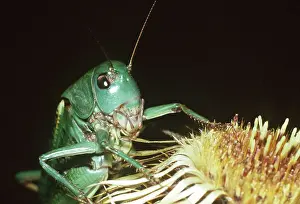 Wart: WART-BITER