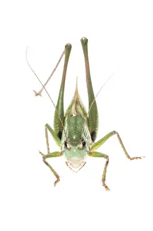 Omnivorous: Wart biter bush cricket (Decticus verrucivorus)
