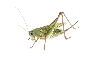 Cricket: Wart biter bush cricket (Decticus verrucivorus)
