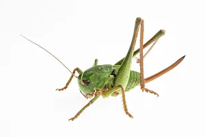 Wart: Wart-biter - female on white background