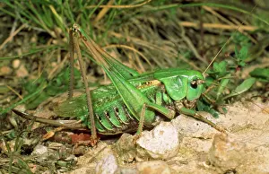 Wart: Wart-bitter bush cricket - female