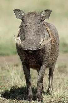 Warthogs: WART HOG - head on