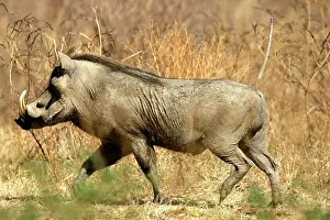 Warthogs: Warthog