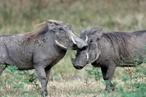 Warthogs: Warthog - two
