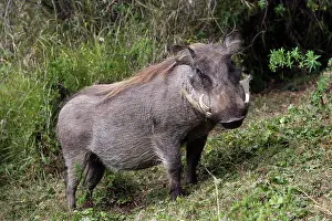 Warthogs: Warthog
