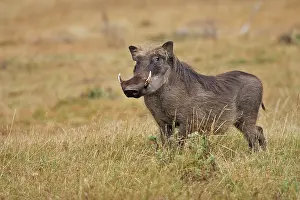Warthogs: Warthog