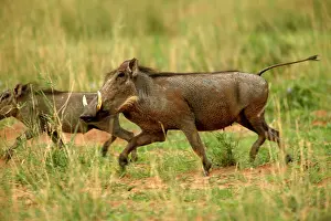 Warthogs: Warthog