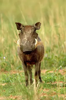 Warthogs: Warthog