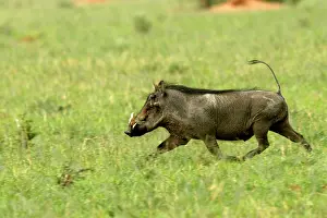 Warthogs: Warthog