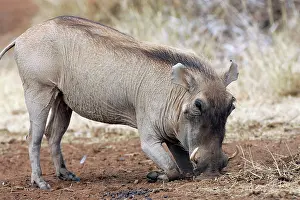 Warthogs: Warthog