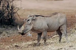 Warthogs: Warthog