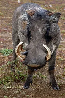 Warthogs: Warthog