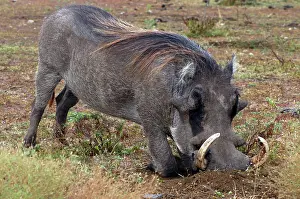 Warthogs: Warthog