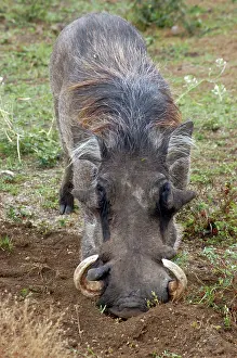 Warthogs: Warthog