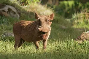 Michele Menegon: Warthog