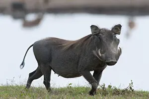 Aethiopicus: Warthog