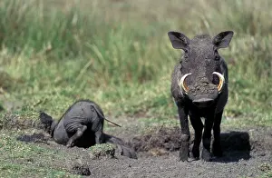 Warthogs: Warthog