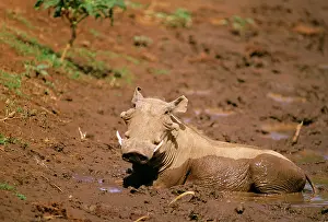 Pigs: Warthog