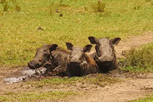 Warthog: Warthog-a groupe of them sitting in mud, Masai Mara, Kenia