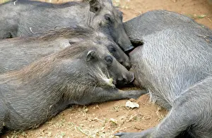 Warthogs: Warthog - adult & young suckling