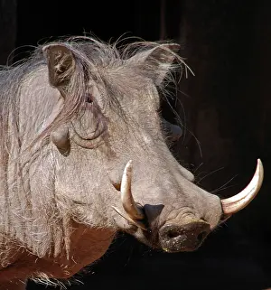 Warthogs: Warthog - Africa