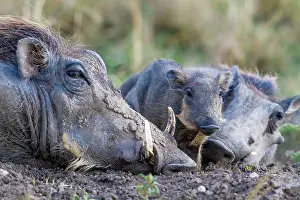 Warthogs: Warthog with babies