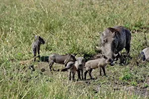 Warthog: Warthog with babies, Phacochoerus aethiopicus