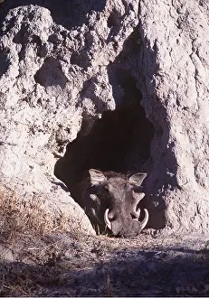 Termite: Warthog - in burrow in termite mound