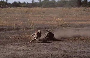 Chasing: Warthog chasing Cheetah