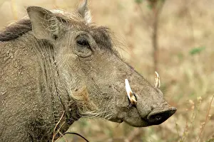 Warthogs: Warthog - close-up of head
