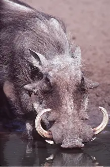 Warthogs: WARTHOG - drinking