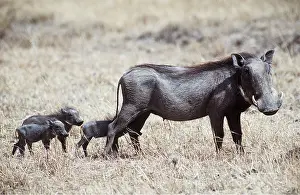 Warthogs: WARTHOG FAMILY