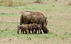 Warthogs: Warthog female with young piglets Kruger National