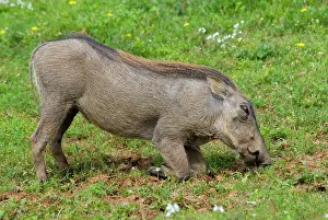 Warthogs: Warthog - grazing while kneeling