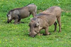 Warthogs: Warthog - grazing while kneeling