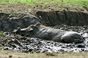 Wallowing: Warthog. having a mud bath