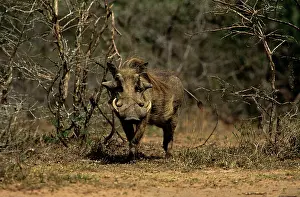 Hluhluwe: Warthog - Hluhluwe-Umfolozi Game Reserve